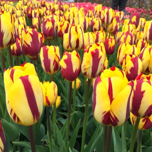 Tulipa 'Helmar' - Tulp 'Helmar'